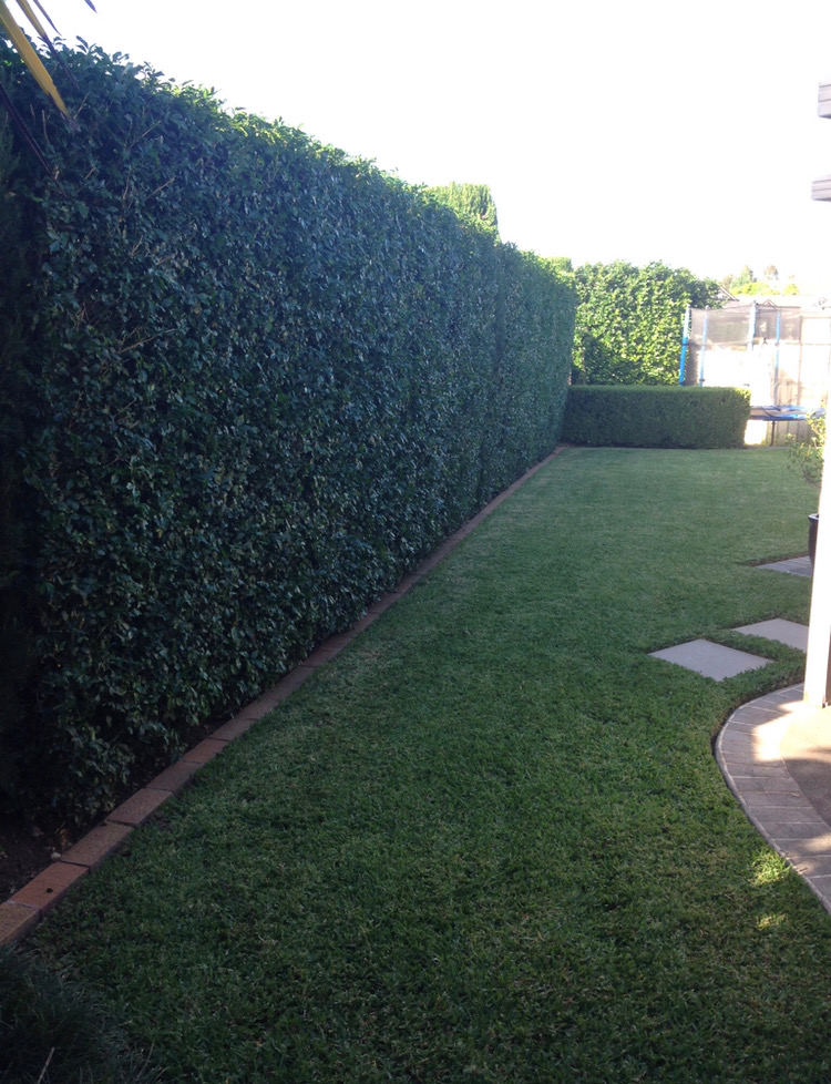 Mature lilly pilly hedge bordering a manicured lawn and stepping-stone pathway.